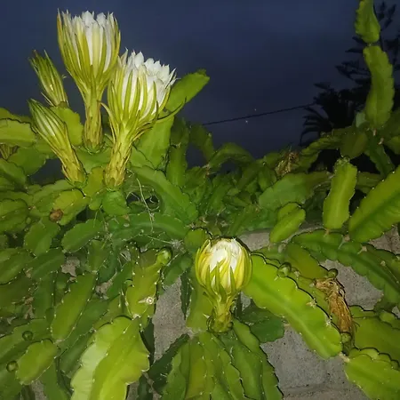 Vivaldi Summer Апартаменты Икод-де-лос-Винос