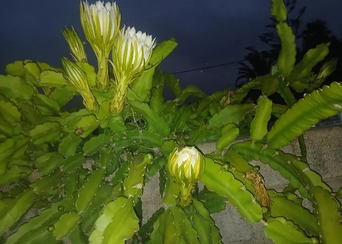 Vivaldi Summer Apartman Icod de los Vinos